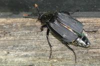 Necrodes littoralis