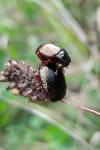 Chrysolina bankii