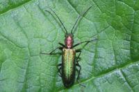 Chrysanthia viridissima