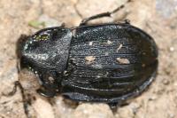 Phosphuga atrata