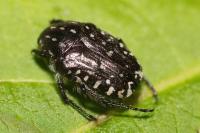 Oxythyrea funesta