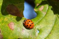 Harmonia axyridis