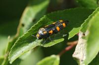 Ptosima undecimmaculata