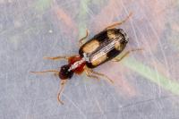 Dromius quadrimaculatus