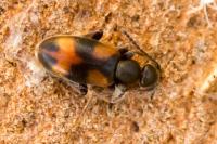 Anthicus antherinus