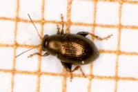 Chaetocnema