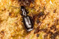 Microlestes