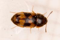 Litargus connexus
