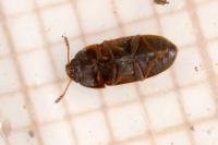 Litargus connexus