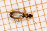Philorhizus melanocephalus
