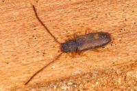 Uleiota planatus