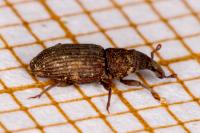 Dryophthorus corticalis