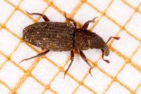 Dryophthorus corticalis