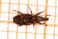 Dryophthorus corticalis