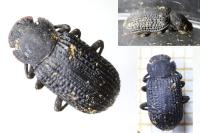 Bolitophagus reticulatus