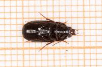 Oodes helopioides