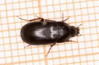 Oodes helopioides