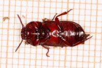 Uloma culinaris