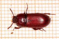 Uloma culinaris