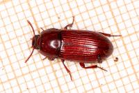 Uloma culinaris