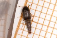 Sepedophilus