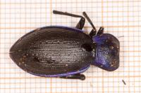 Carabus problematicus
