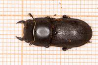Dorcus parallelipipedus