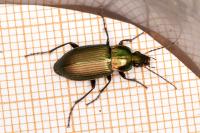 Poecilus cupreus