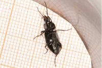 Poecilus cupreus