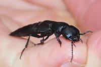 Ocypus olens