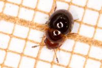 Agathidium nigripenne