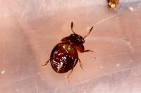 Agathidium nigripenne