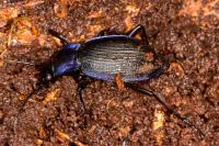 Carabus problematicus