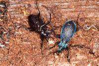 Carabus intricatus