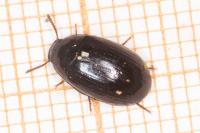 Platydema violacea