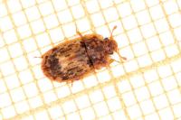 Soronia grisea