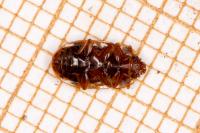 Soronia grisea