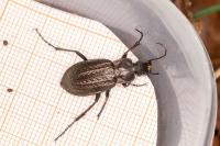 Carabus granulatus