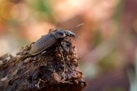 Carabus granulatus