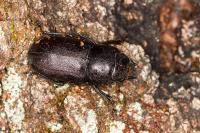 Dorcus parallelipipedus