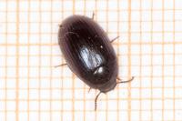 Platydema violacea