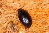 Platydema violacea