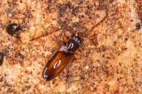 Uleiota planatus