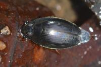 Gyrinus substriatus