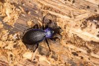 Carabus problematicus