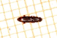 Rhizophagus bipustulatus