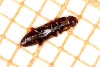 Rhizophagus bipustulatus
