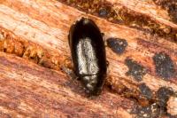 Phyllotreta