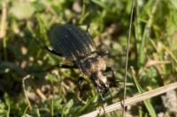 Carabus cancellatus