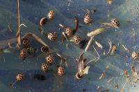 Tytthaspis sedecimpunctata